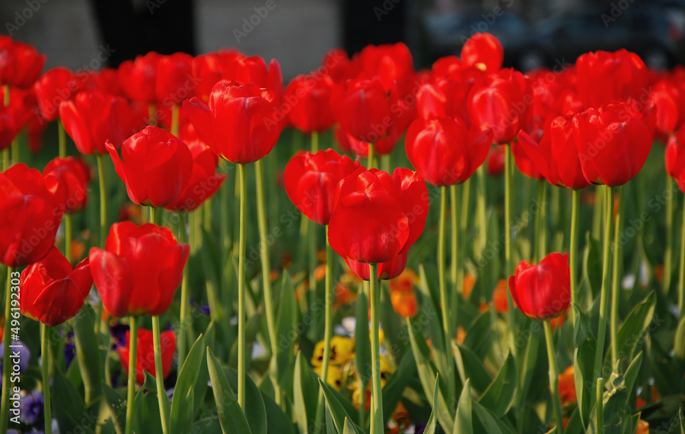 Fototapeta premium red tulips field