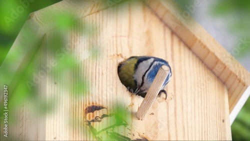 Blue tit builds a nest in the nest box. Couple of Eurasian blue tit preparing for brood, builds a nest of moss, close up view. Nest box in home, garden or forest.