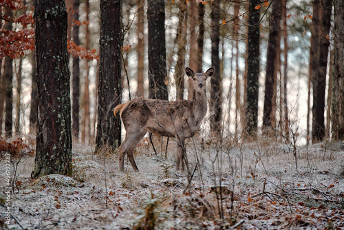 deer in forest