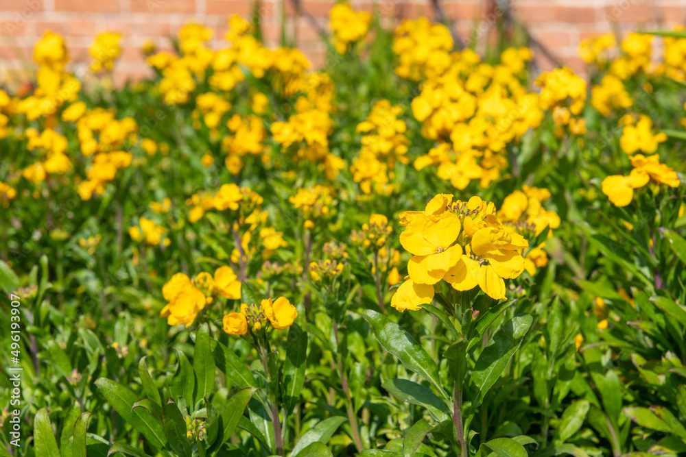 Yellow wallflowers (erysimum cheiri) in bloom