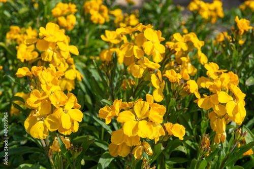 Yellow wallflowers  erysimum cheiri  in bloom