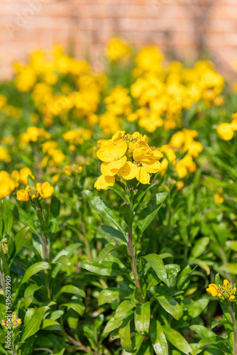Yellow wallflowers (erysimum cheiri) in bloom