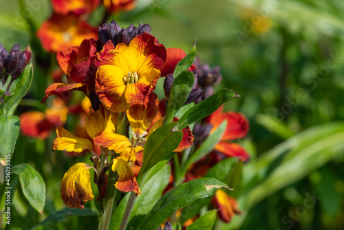 Red wallflowers (erysimum cheiri) in bloom photo