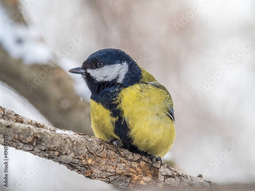 Cute bird Great tit, songbird sitting on a branch without leaves in the autumn or winter.