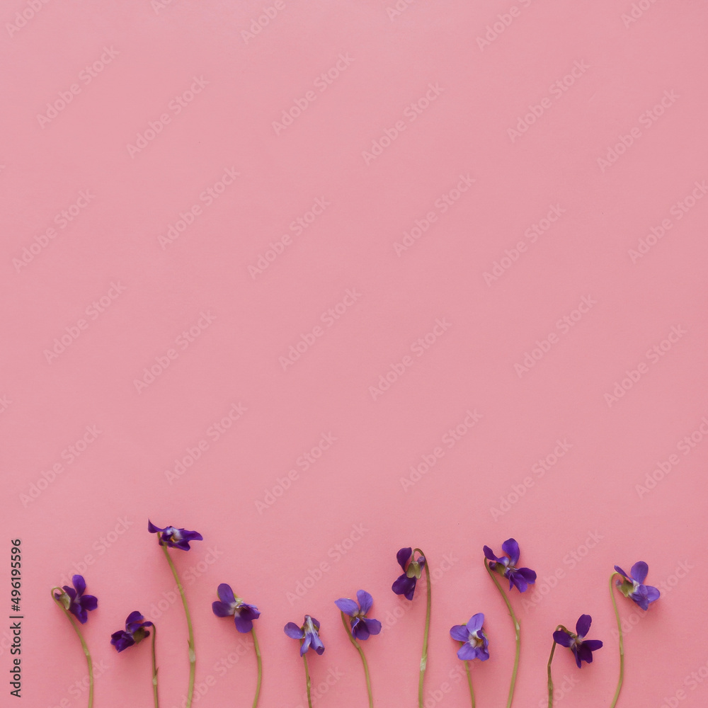 Fresh violets flowers from garden on pink background with copy space. Flat lay minimal spring concept
