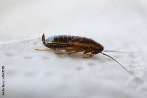 Selective focus on a cockroach, cockroach eating on a white napkin.