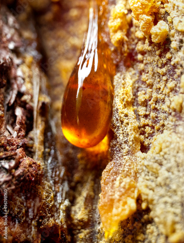 Pitch pine tar. Amber pitch on bark of a tree trunk.	