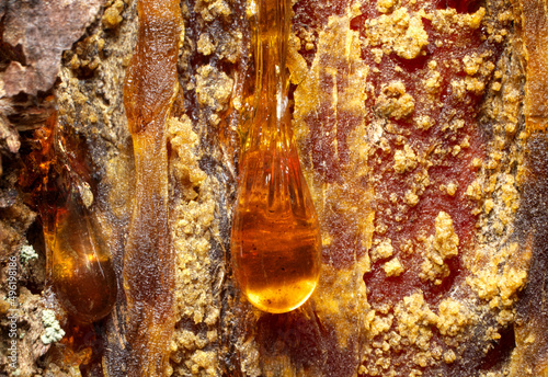 Pitch pine tar. Amber pitch on bark of a tree trunk.	