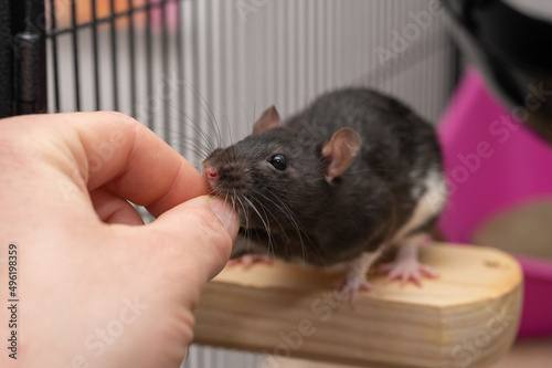 Farbratte frisst aus der Hand