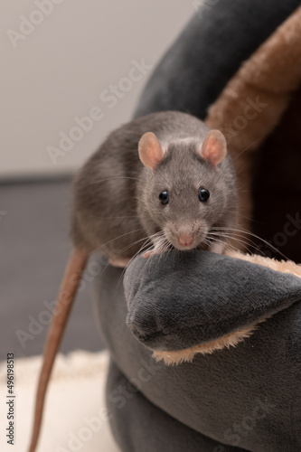 Süße Farbratten Weibchen