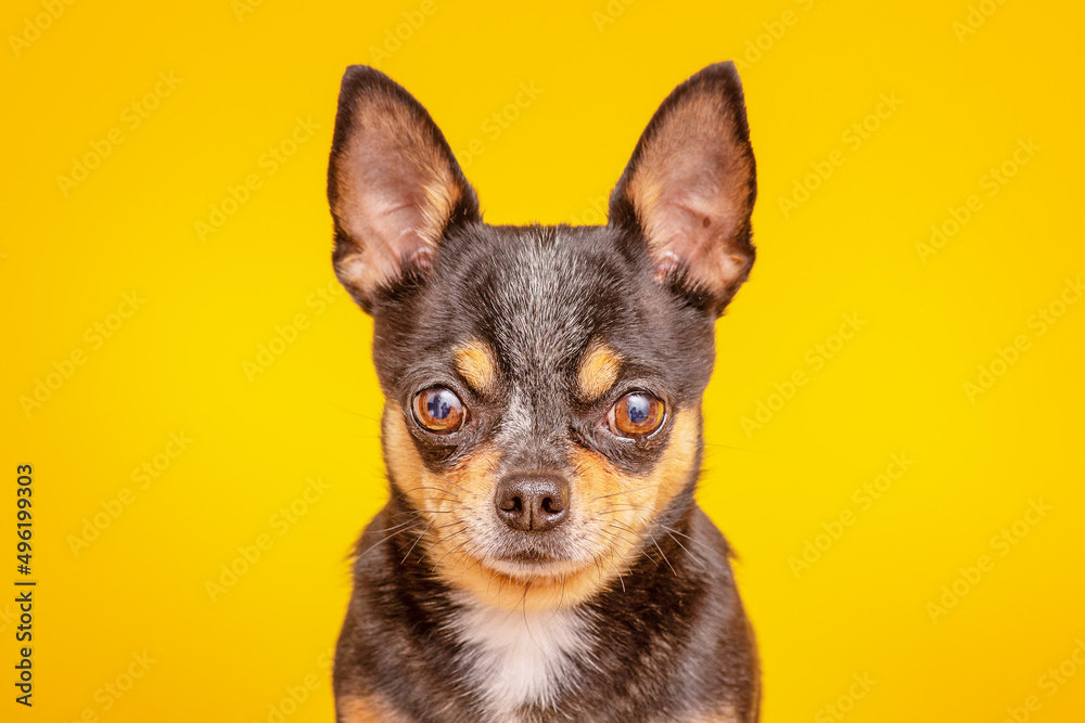 Black Chihuahua dog on a yellow background. Mini dog.