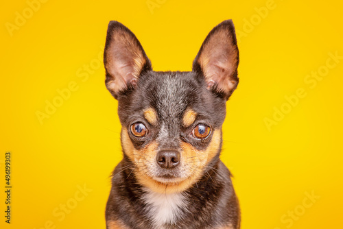Black Chihuahua dog on a yellow background. Mini dog. © Lesia