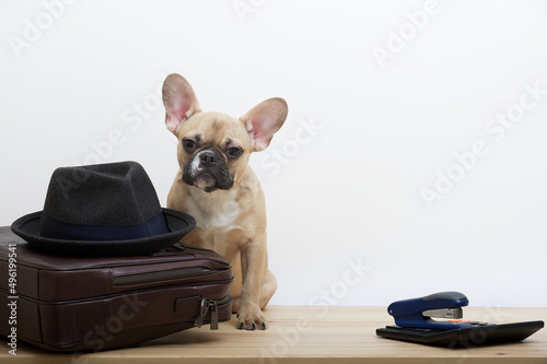 A bulldog dog next to a leather business briefcase looks attentively into the camera and next to it is an accounting calculator. Studio photo of a young dog with an expressive muzzle.