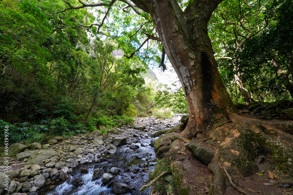 Fototapeta premium Iao stream in the rainforest of the Iao Valley in the west of Maui island in Hawaii, United States