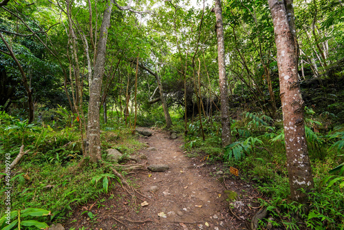 Walking trail in the rainforest of the Iao Valley in the west of Maui island in Hawaii, United States