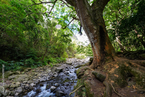 Iao stream in the rainforest of the Iao Valley in the west of Maui island in Hawaii, United States