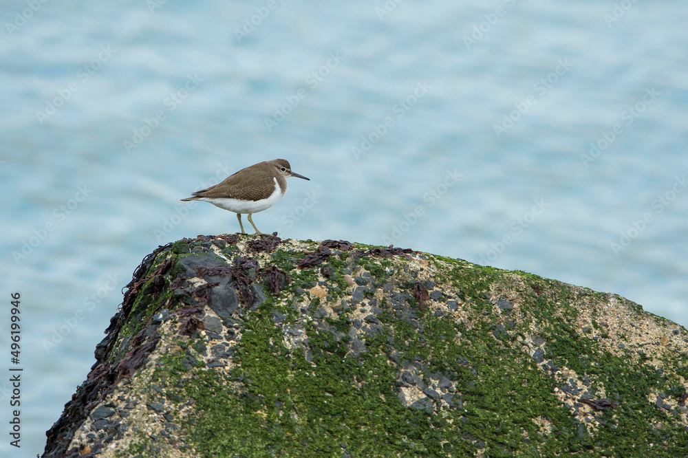 Common Sandpiper (Actitis hypoleucos) resting on a pier in a harbour Common Sandpiper (Actitis hypoleucos) resting on a pier in a harbour