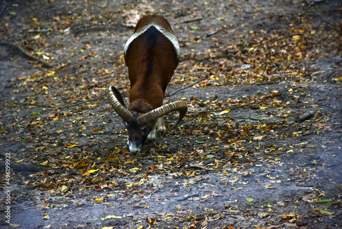 A ram with long horns is looking for food in the leaves.