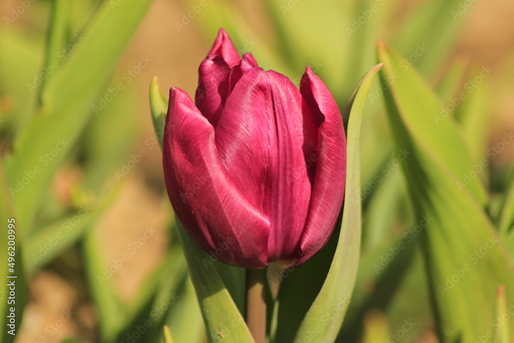 red tulip on a white background red tulip on a white background