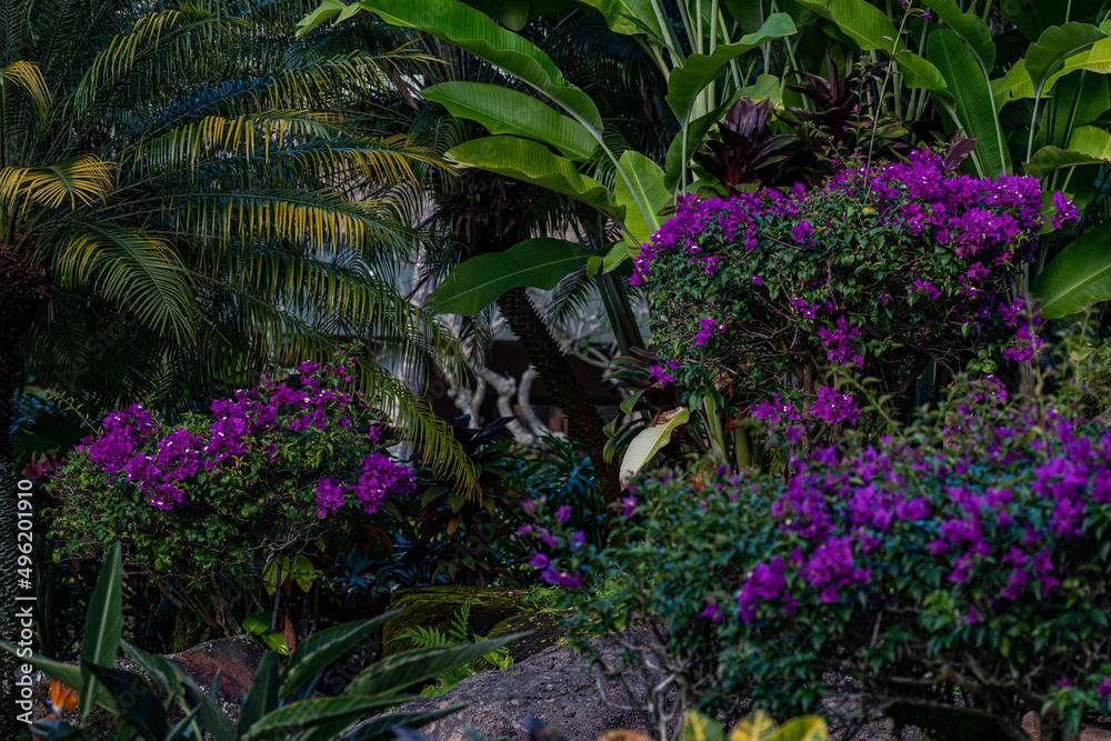 flowers in the garden flowers in the garden