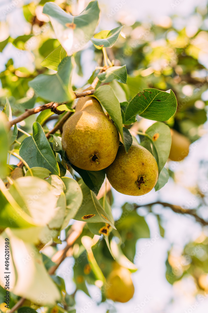 Pears  on tree