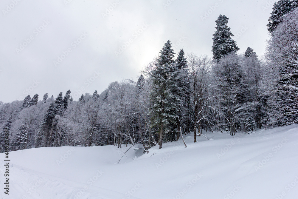 Winter mountain forest, snow-covered trees, panoramic views on the edge of the cliff, snow caps on the branches of the forest.