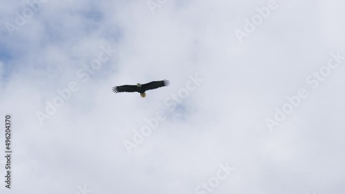 Slow motion flying bald eagle