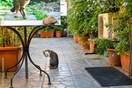 Фотография A disabled stray cat with one leg licks himself as another sits to the side in a small garden patio of a cat sanctuary in Rome, Italy