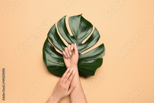 Female hands with beautiful manicure and monstera leaf on color background