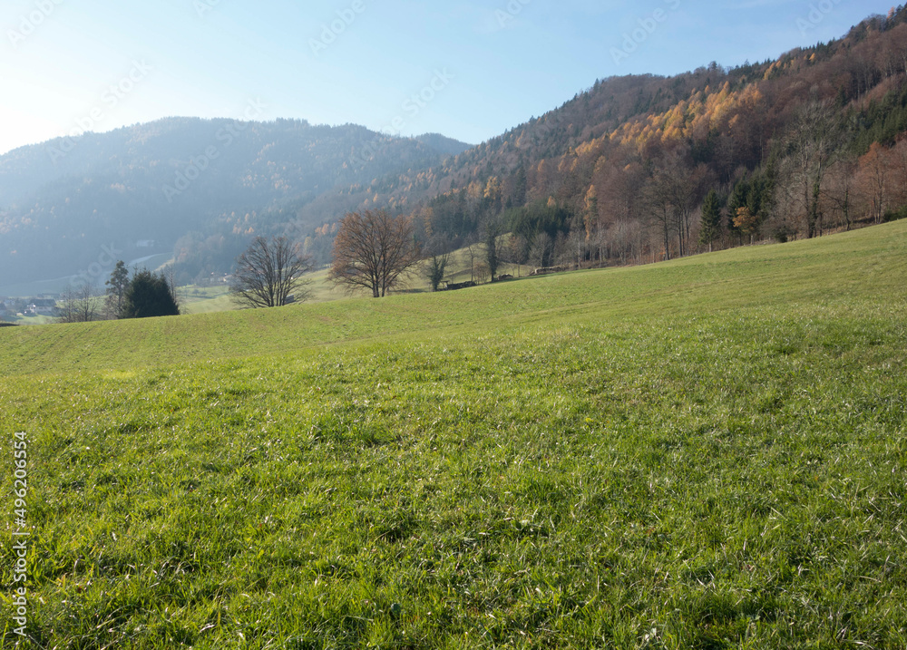 green meadow landscape  on a hillside situation