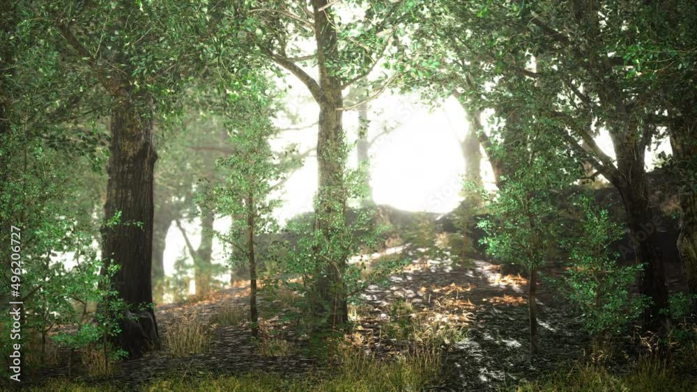 Fairy tale spooky looking woods in a misty day Fairy tale spooky looking woods in a misty day