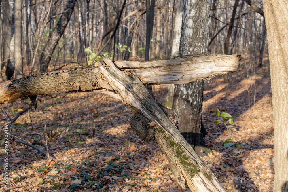 A long-broken tree in the autumn forest. Consequences of a storm or hurricane. Sunspots on the fallen yellow autumn foliage A long-broken tree in the autumn forest. Consequences of a storm or hurricane. Sunspots on the fallen yellow autumn foliage