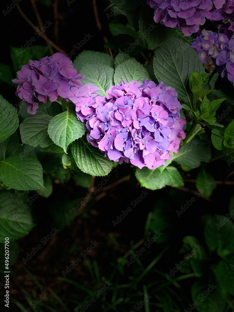 flowers in the garden