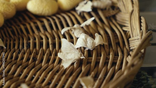 Close Up Of Silkworm Moths