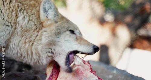3 a wolf that eats a piece of meat and tears it with its teeth