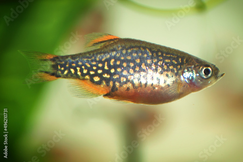 Celestial pearl danio, Danio margaritatus Freshwater fish in the aquarium, is often as often referred as galaxy rasbora or Microrasbora Galaxy. Animal aquascaping photography with a focus gradient.