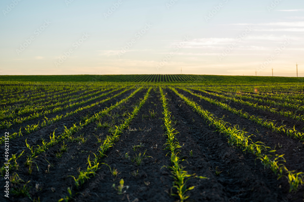 Rows of young corn plant shoots on a agricultural field. Maize seedling in agricultural farm. Green corn field in sun light. Selective focus picture of organic corn at agricultural field. Rows of young corn plant shoots on a agricultural field. Maize seedling in agricultural farm. Green corn field in sun light. Selective focus picture of organic corn at agricultural field.