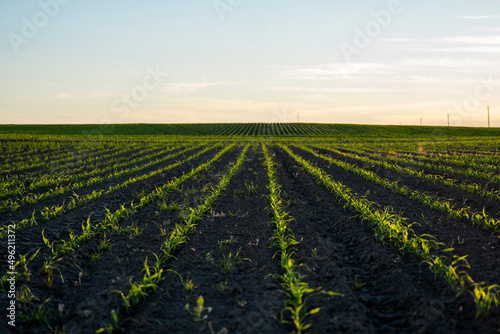 Rows of young corn plant shoots on a agricultural field. Maize seedling in agricultural farm. Green corn field in sun light. Selective focus picture of organic corn at agricultural field.