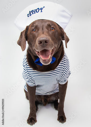 Chocolate labrador dog dressed as a sailor