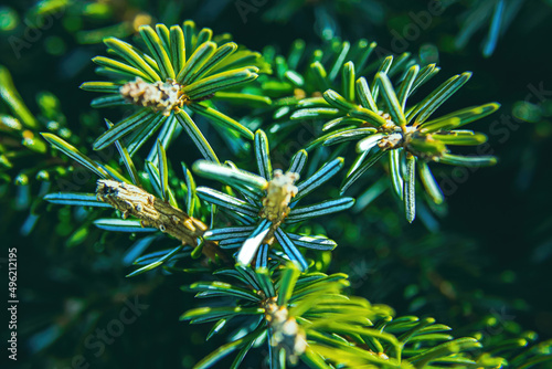 Close up of pine needles of a serbian spruce photo