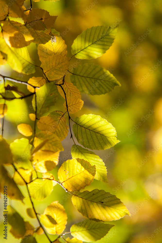 Obraz premium autumn in the forest