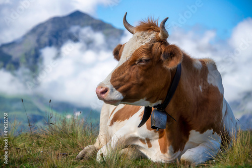 Close-up of a cow lying in an alpine meadow, Maennlichen, Berne, Switzerland photo