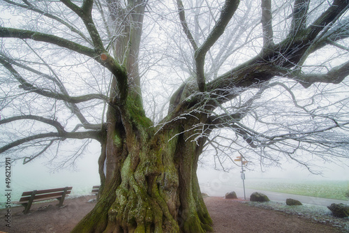 Bench by a frost covered tree in a park, Linn,  Aargau, Switzerland