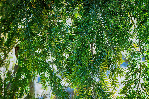 eastern hemlock hanging over and upclose photo