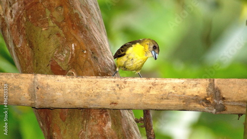Lemon-rumped tanager (Ramphocelus icteronotus) on a bamboo bird feeder in the Intag Valley, outside of Apuela, Ecuador