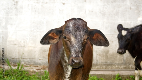 Calf on a farm in the Intag Valley, outside of Apuela, Ecuador photo