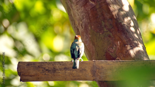 Scrub tanager (Stilpnia vitriolina) perched on a bamboo bird feeder in the Intag Valley, outside of Apuela, Ecuador photo