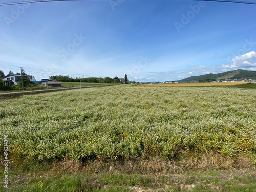 北海道の蕎麦畑