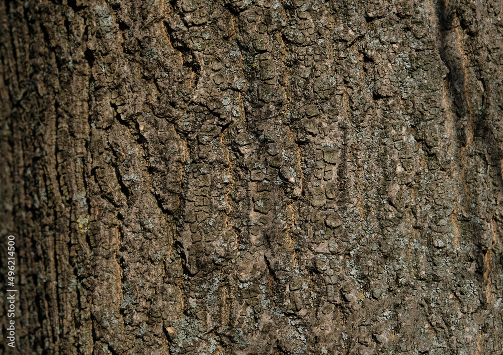 Tree bark pattern, brown natural background. Wooden textured background of tree trunk. Tree bark pattern, brown natural background. Wooden textured background of tree trunk.