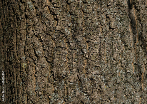Tree bark pattern, brown natural background. Wooden textured background of tree trunk.